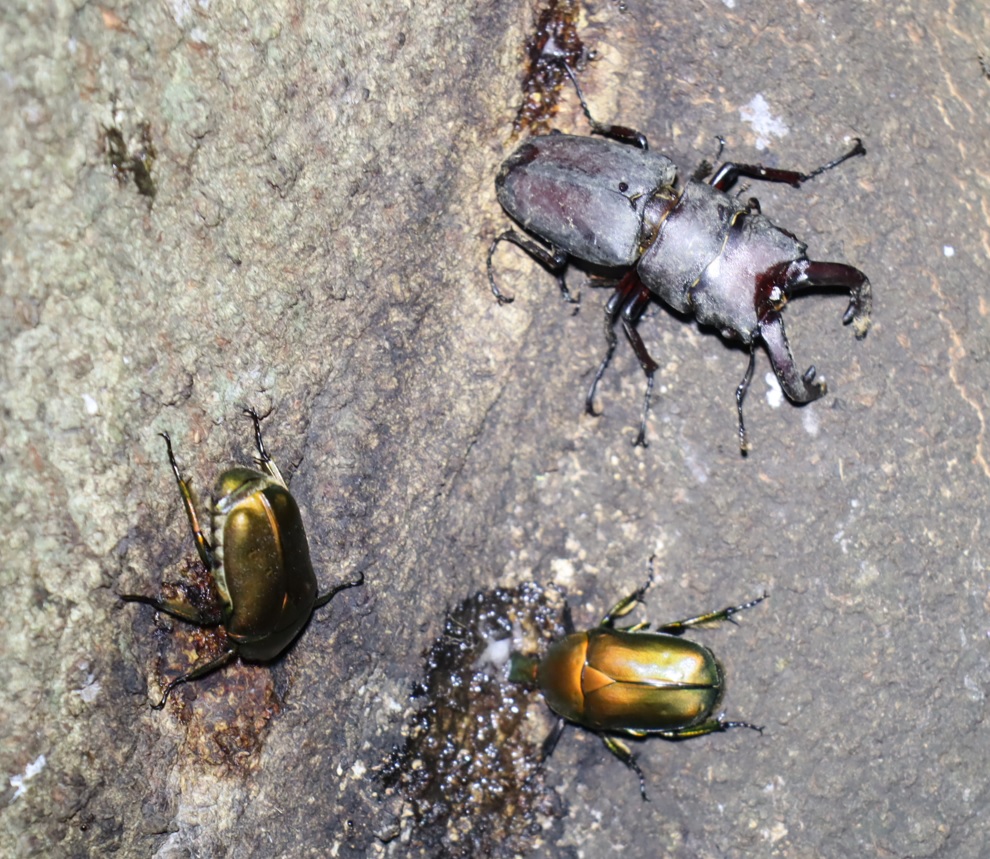 7箇所目（右側面-目線-下部拡大）_ノコギリクワガタ4♂_シラカシ_2023年7月4日20時 気温25.2度
